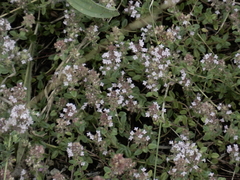 Serpyllum
