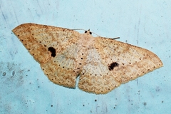 Luxiaria mitorrhaphes