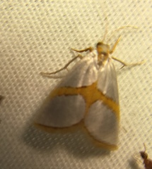 Vaxi auratellus