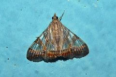 Agrioglypta