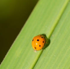 Coelophora inaequalis