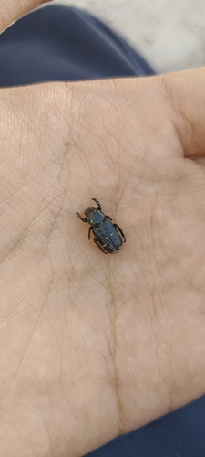Clinterocera scabrosa