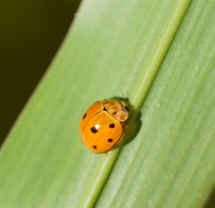 Coelophora inaequalis