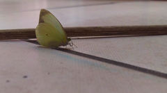 Leptophobia