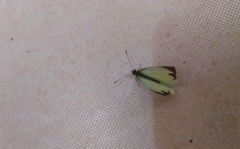 Leptophobia