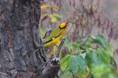 Oriolus tenuirostris