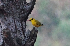 Oriolus tenuirostris