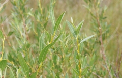 Salix lutea