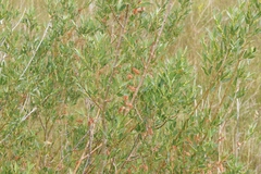 Salix lutea