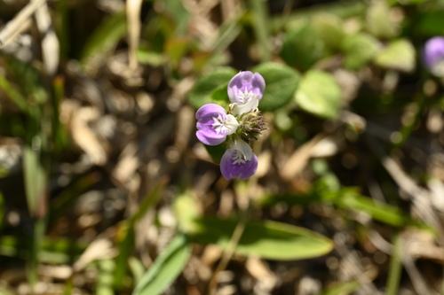 Rostellularia hayatae, photograph 3