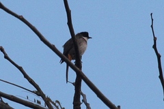 Pycnonotus xanthorrhous