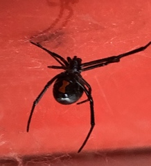 Latrodectus hesperus