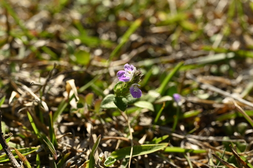 Rostellularia hayatae, photograph 4