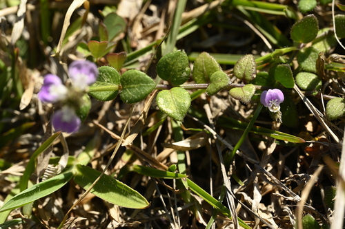Rostellularia hayatae, photograph 5
