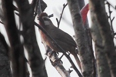 Pterorhinus sannio