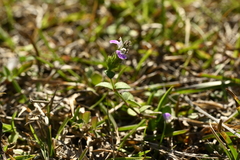 Rostellularia hayatae, photograph 曾昱承 Yu-Cheng Zeng, CC BY, iNaturalist via GBIF