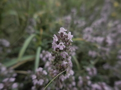 Serpyllum