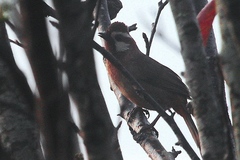 Pterorhinus sannio
