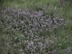 Serpyllum