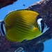 Hong Kong Butterflyfish - Photo (c) Dan Schofield, some rights reserved (CC BY), uploaded by Dan Schofield