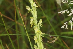 Platanthera tescamnis