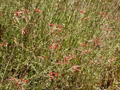 Gambelia juncea