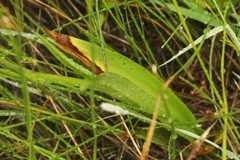 Platanthera tescamnis