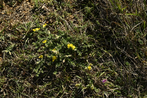 Crotalaria similis, photograph 1