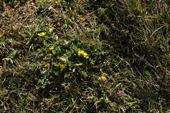 Crotalaria similis, photograph (c) 曾昱承 Yu-Cheng Zeng, some rights reserved (CC BY)
