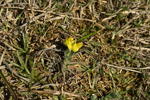 Crotalaria similis, photograph 2