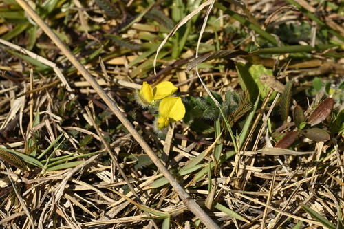 Crotalaria similis, photograph 4