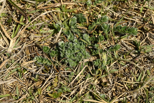 Crotalaria similis, photograph 3