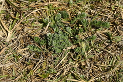 Crotalaria similis, photograph (c) 曾昱承 Yu-Cheng Zeng, some rights reserved (CC BY)