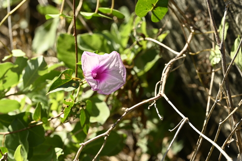 Image of Ipomoea littoralis by (c) 曾昱承 Yu-Cheng Zeng, some rights reserved (CC BY)