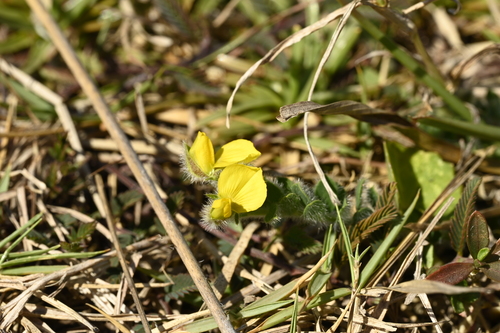Crotalaria similis, photograph 5
