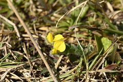 Crotalaria similis, photograph (c) 曾昱承 Yu-Cheng Zeng, some rights reserved (CC BY)