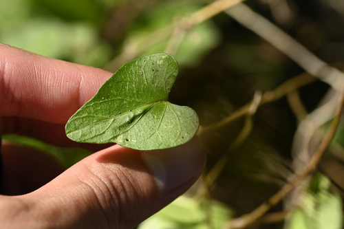 Image of Ipomoea littoralis by (c) 曾昱承 Yu-Cheng Zeng, some rights reserved (CC BY)