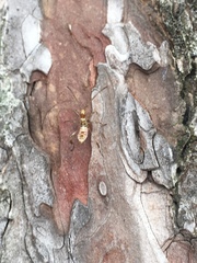 Leptoglossus occidentalis