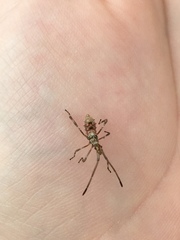 Leptoglossus occidentalis