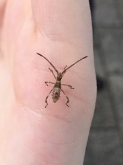 Leptoglossus occidentalis