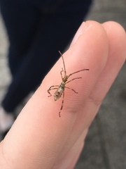 Leptoglossus occidentalis