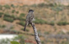 Empidonomus aurantioatrocristatus