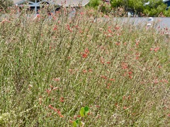 Gambelia juncea