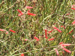 Gambelia juncea