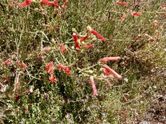 Gambelia juncea