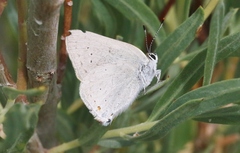 Satyrium sylvinus dryope