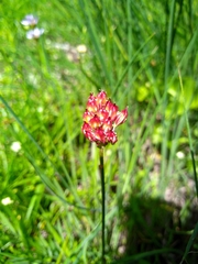 Triantha occidentalis occidentalis