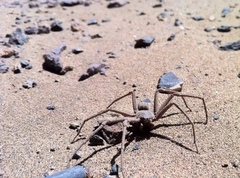 Sicarius thomisoides