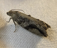 Proteoteras crescentana