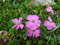 Dianthus pavonius